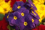 483076 Primula Flower A4 Photo Texture Print. Fixed Price $13.42.